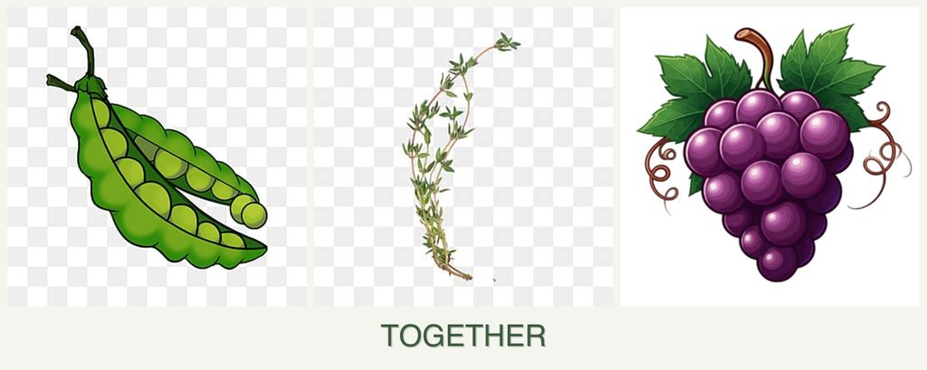 Can you plant peas, thyme and grapes together?