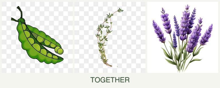 Can you plant peas, thyme and lavender together?