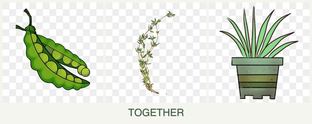 Can you plant peas, thyme and lemongrass together?