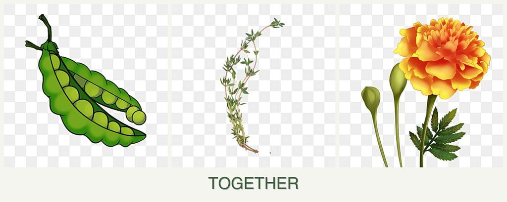 Can you plant peas, thyme and marigolds together?