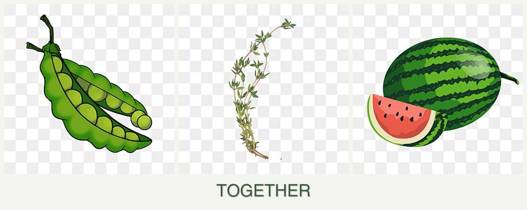 Can you plant peas, thyme and melons together?
