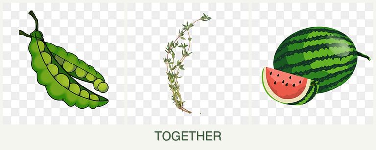 Can you plant peas, thyme and melons together?