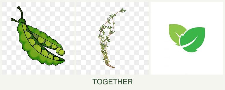 Can you plant peas, thyme and mint together?