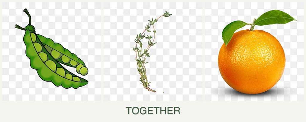 Can you plant peas, thyme and oranges together?
