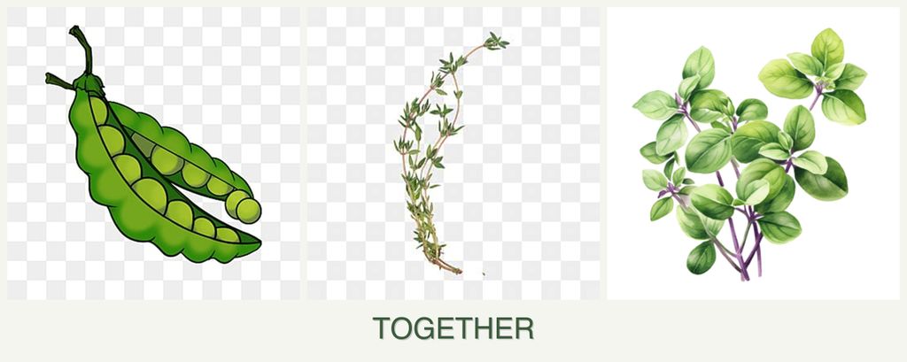 Can you plant peas, thyme and oregano together?