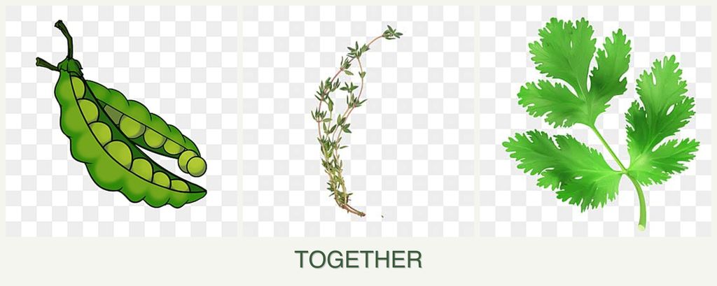 Can you plant peas, thyme and parsley together?
