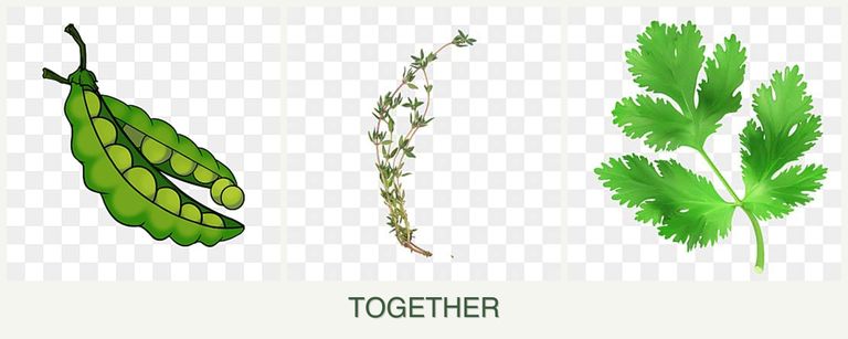 Can you plant peas, thyme and parsley together?