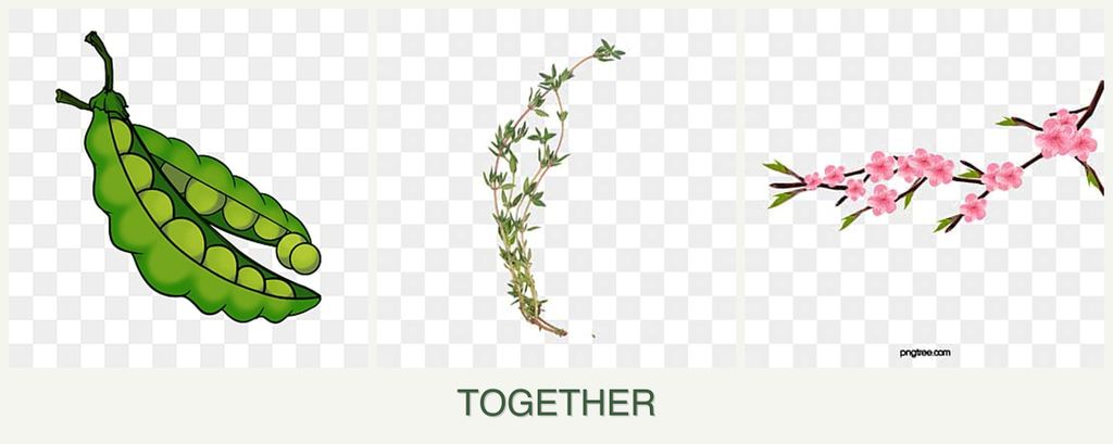 Can you plant peas, thyme and peaches together?