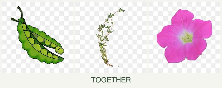 Can you plant peas, thyme and petunias together?