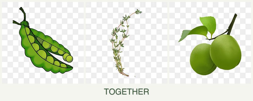 Can you plant peas, thyme and plums together?