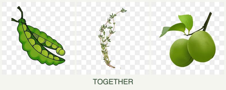 Can you plant peas, thyme and plums together?