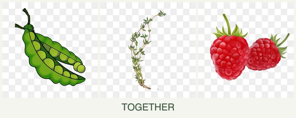 Can you plant peas, thyme and raspberries together?