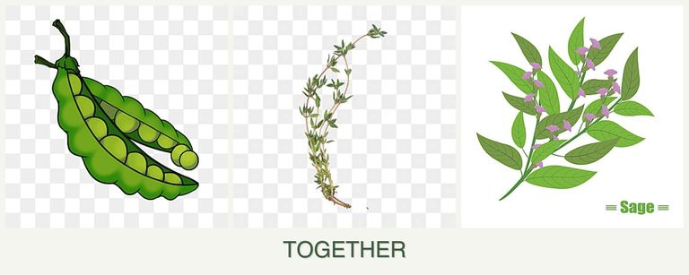 Can you plant peas, thyme and sage together?