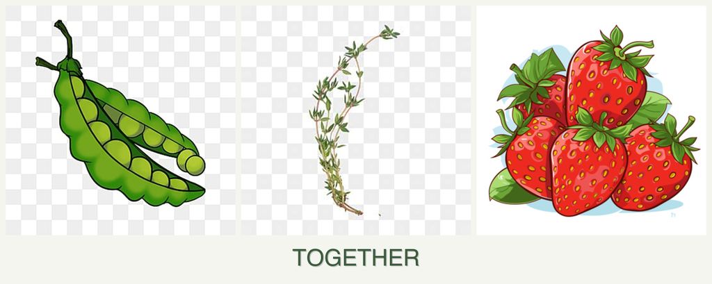 Can you plant peas, thyme and strawberries together?