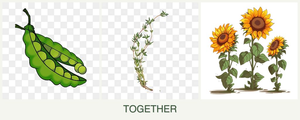 Can you plant peas, thyme and sunflowers together?
