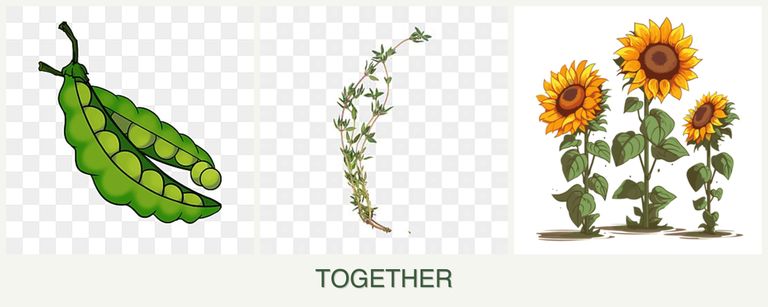 Can you plant peas, thyme and sunflowers together?