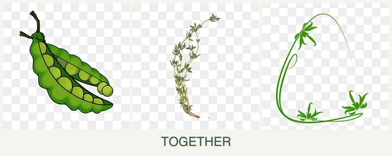Can you plant peas, thyme and tarragon together?