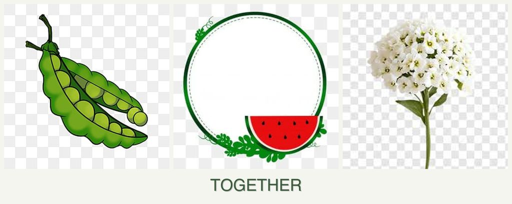 Can you plant peas, watermelons and alyssum together?