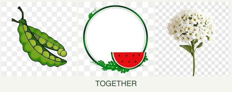 Can you plant peas, watermelons and alyssum together?