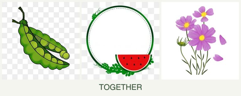 Can you plant peas, watermelons and cosmos together?