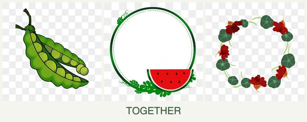 Can you plant peas, watermelons and nasturtiums together?