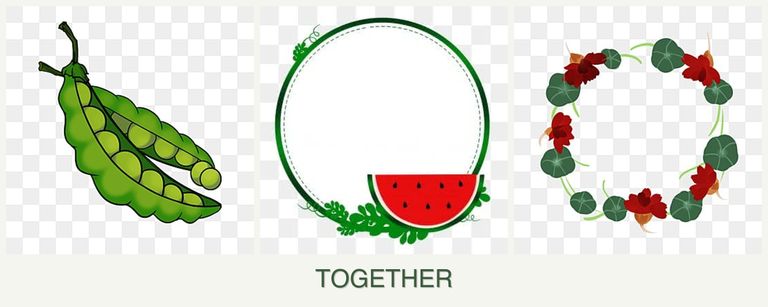 Can you plant peas, watermelons and nasturtiums together?
