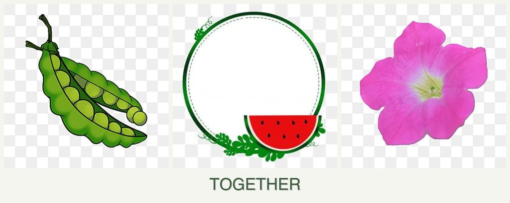 Can you plant peas, watermelons and petunias together?