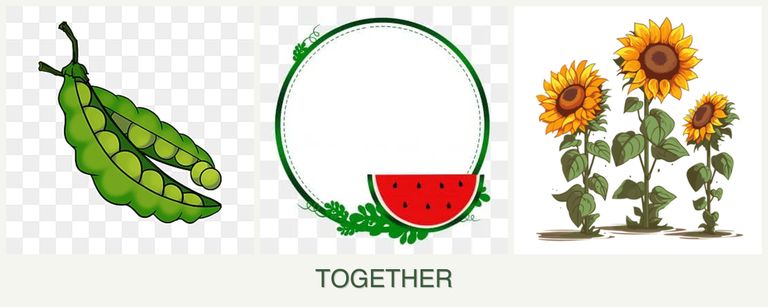 Can you plant peas, watermelons and sunflowers together?