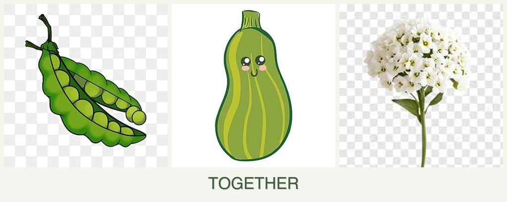 Can you plant peas, zucchini and alyssum together?
