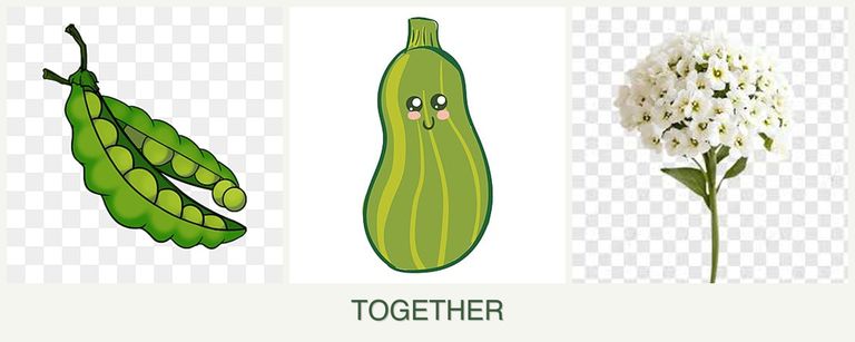 Can you plant peas, zucchini and alyssum together?