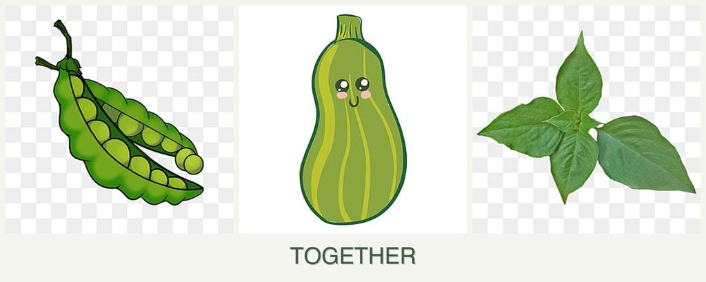Can you plant peas, zucchini and basil together?