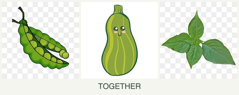 Can you plant peas, zucchini and basil together?