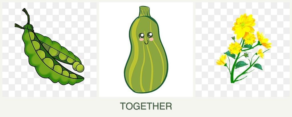 Can you plant peas, zucchini and calendula together?