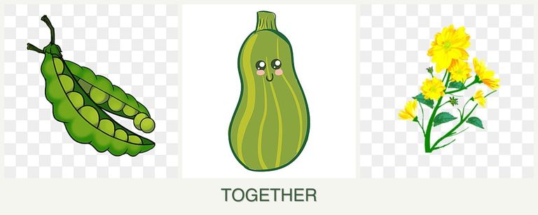 Can you plant peas, zucchini and calendula together?