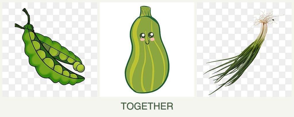 Can you plant peas, zucchini and chives together?