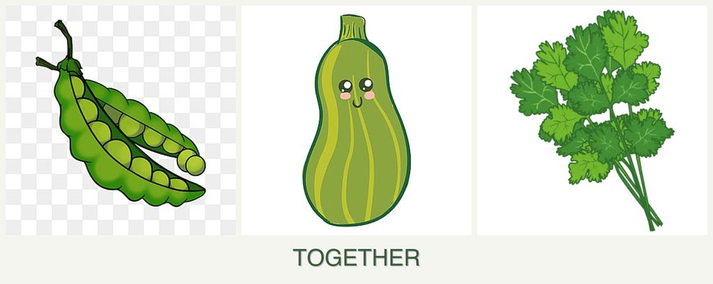 Can you plant peas, zucchini and cilantro together?
