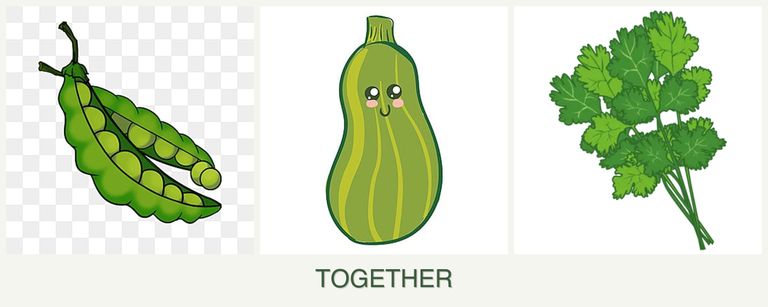 Can you plant peas, zucchini and cilantro together?