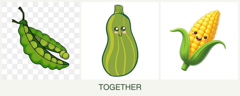 Can you plant peas, zucchini and corn together?