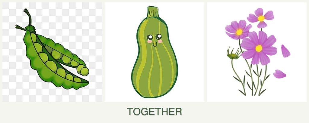 Can you plant peas, zucchini and cosmos together?