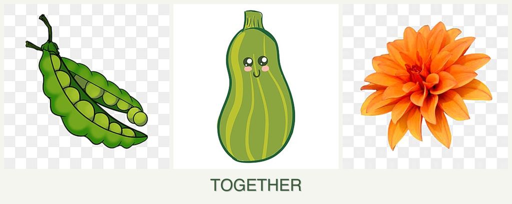 Can you plant peas, zucchini and dahlias together?