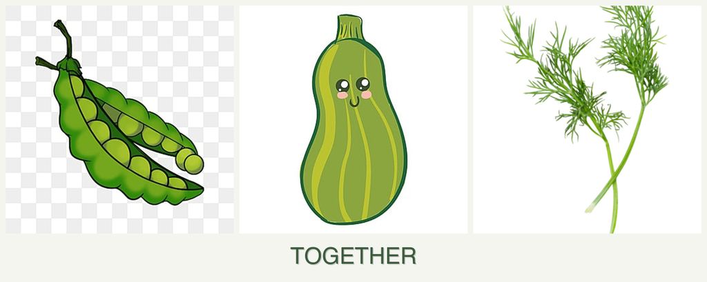 Can you plant peas, zucchini and dill together?