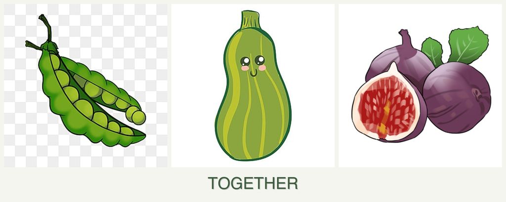 Can you plant peas, zucchini and figs together?