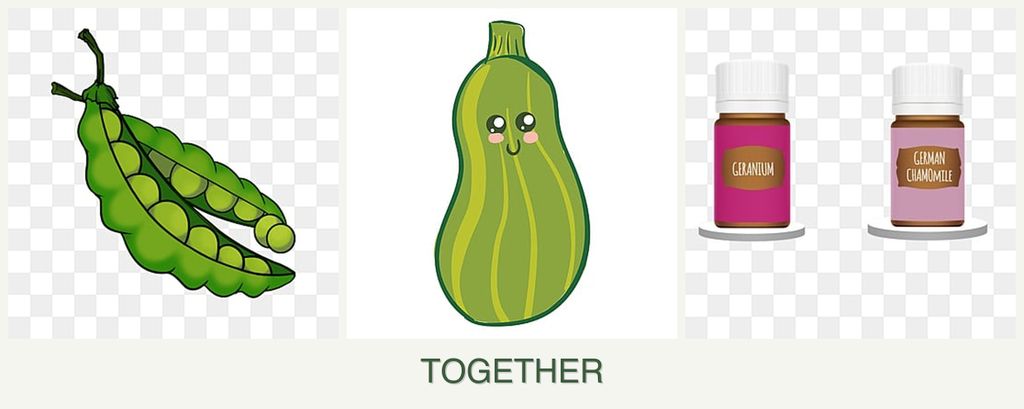 Can you plant peas, zucchini and geraniums together?