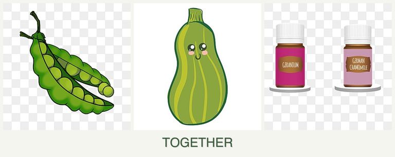 Can you plant peas, zucchini and geraniums together?