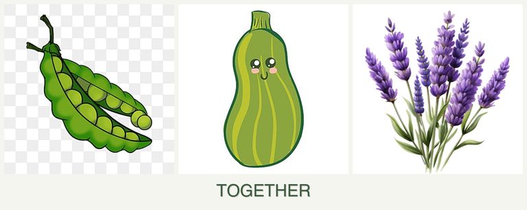 Can you plant peas, zucchini and lavender together?