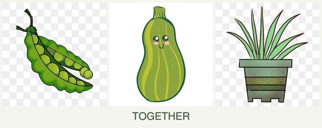 Can you plant peas, zucchini and lemongrass together?