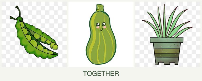 Can you plant peas, zucchini and lemongrass together?