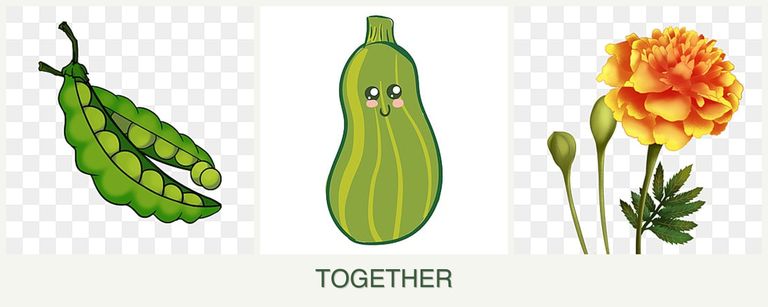 Can you plant peas, zucchini and marigolds together?