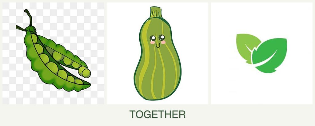 Can you plant peas, zucchini and mint together?