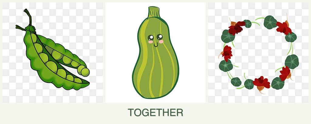 Can you plant peas, zucchini and nasturtiums together?